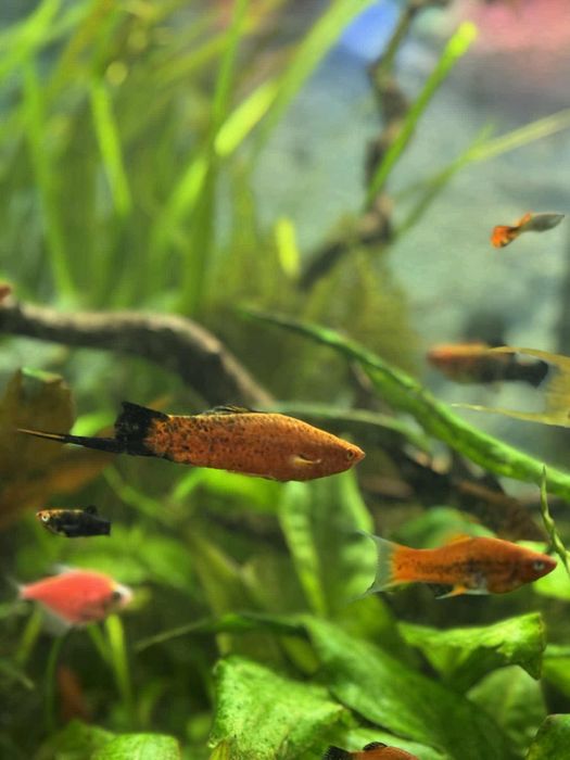 Rybki akwariowe