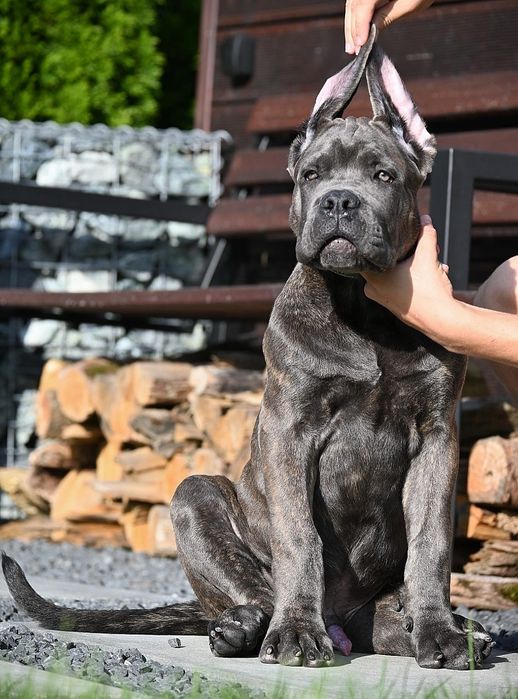 Cane Corso Italiano - ZkwP/FCI piękny szaro pregowany  samiec