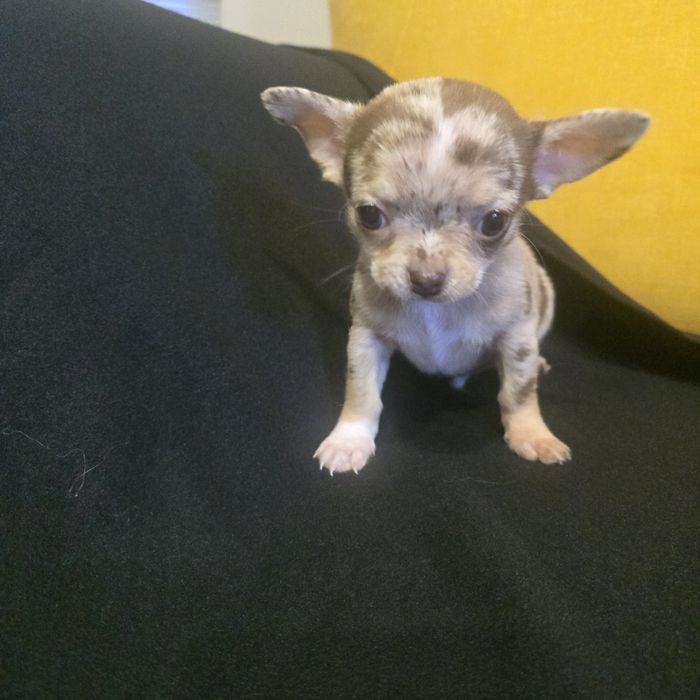 Chihuahua samiec choco merle