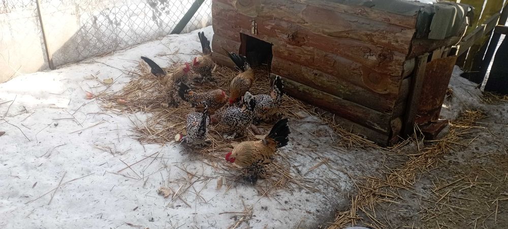 Koguciki miniaturowe ozdobne