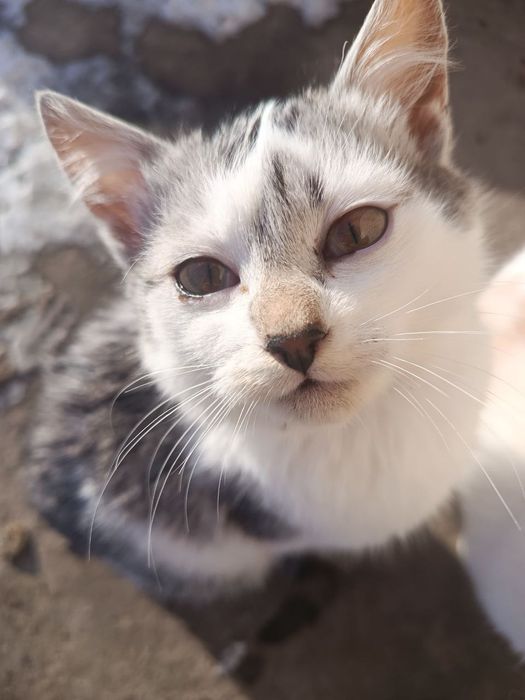 Котик-хлопчик в добрі руки