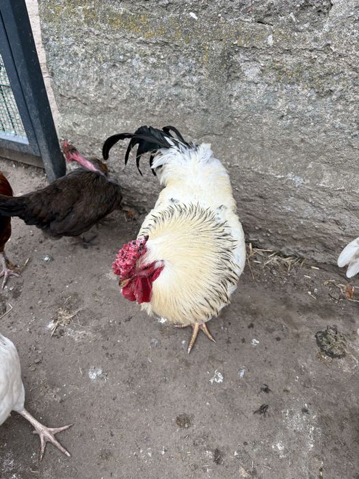 Koguty zeszłoroczne