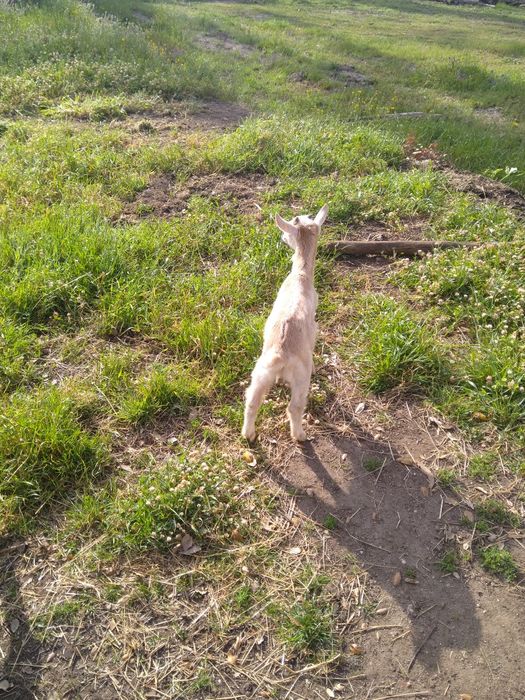 Vendo Cabrito Saanen com Murciano