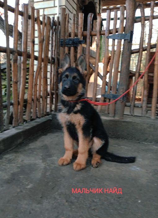 Немецкие овчарки с документами ксу