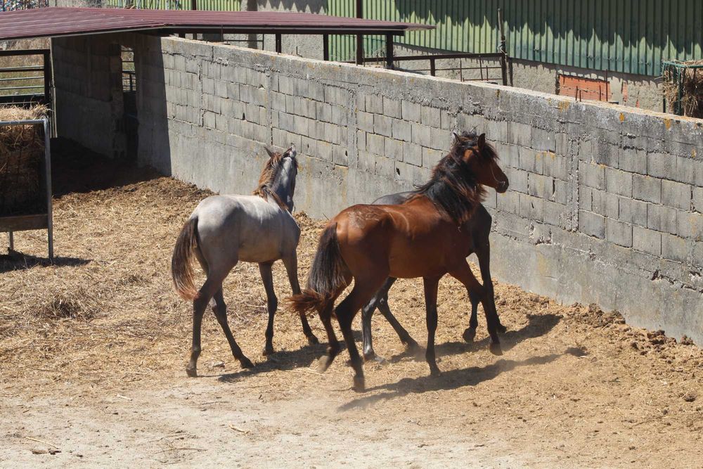 3 poldros e 3 poldras Lusitanos