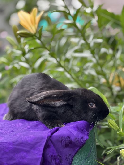 Кролі на розведення