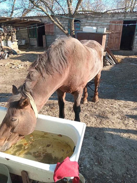 Продам Коняку!!!