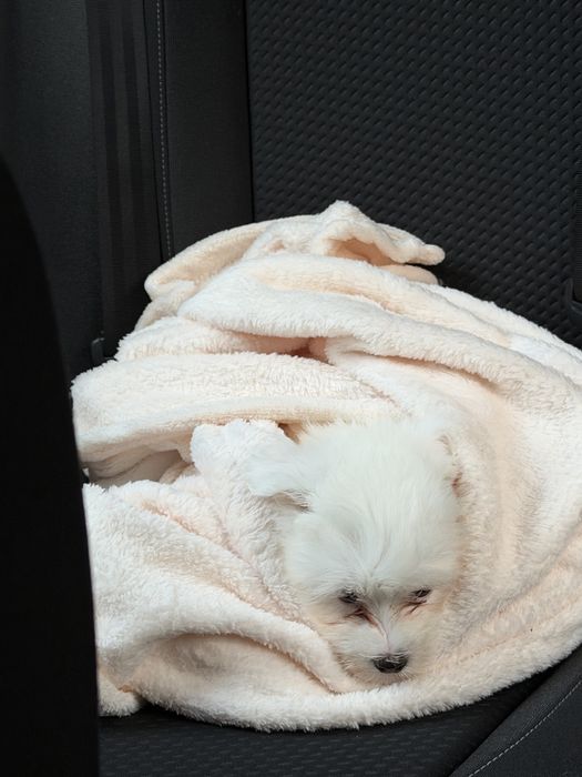 Bichon maltes disponivel