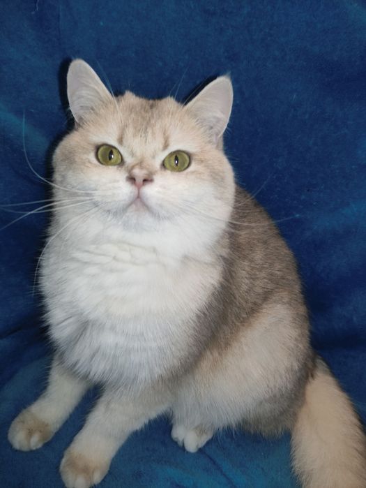 Супер якість дівчинка блакитне золото чекає на вас