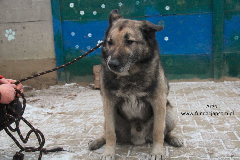 Argo szuka właściciela
