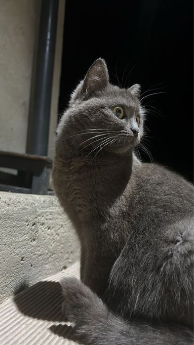 Кошенята в добрі руки