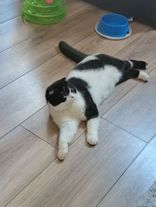 Шотландські коти