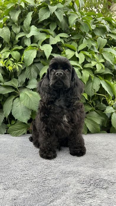 Cocker spaniel Americano