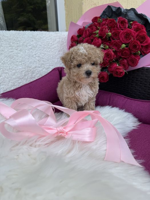 Карамельні мальтипушки