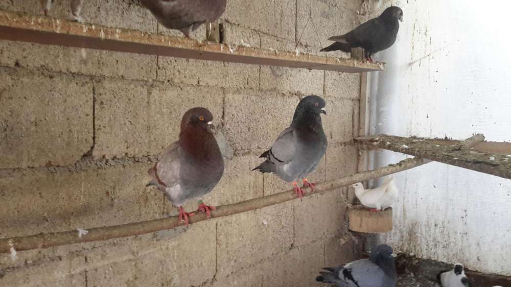 POMBOS FANTASIA *Várias Raças*