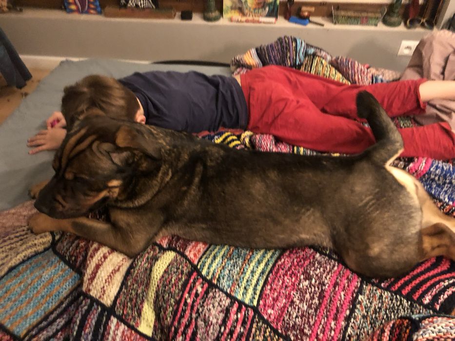 Suczka podobna do Shar pei szuka domu