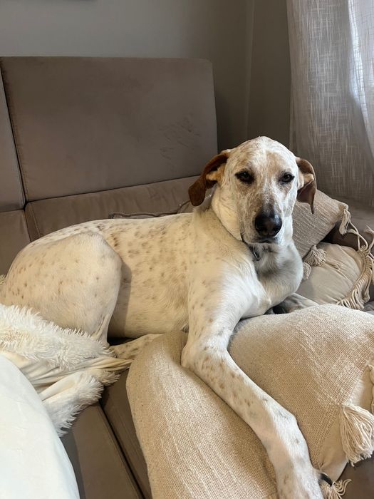 Cão para adoção responsável