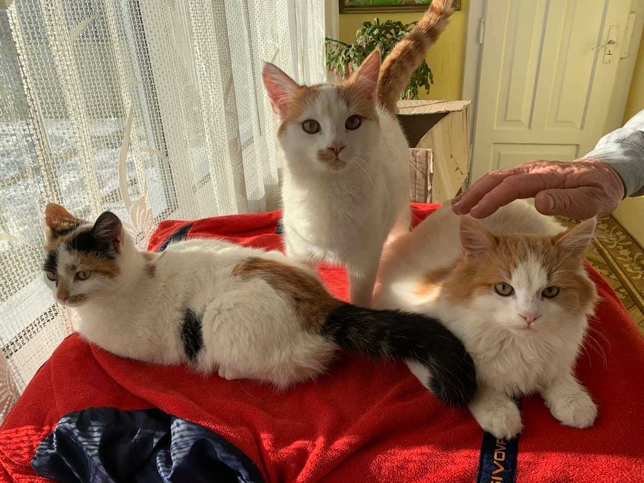 Віддам у добрі руки руденьких кошенят! (м. Косів)