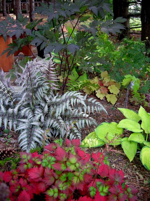 многолетники Бадан Аконит фиалка хоста гейхера матрикария колокольчики