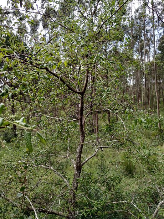 10 min da Praia do Salgado - Famalicão / Nazaré (Agricola) 7293m2