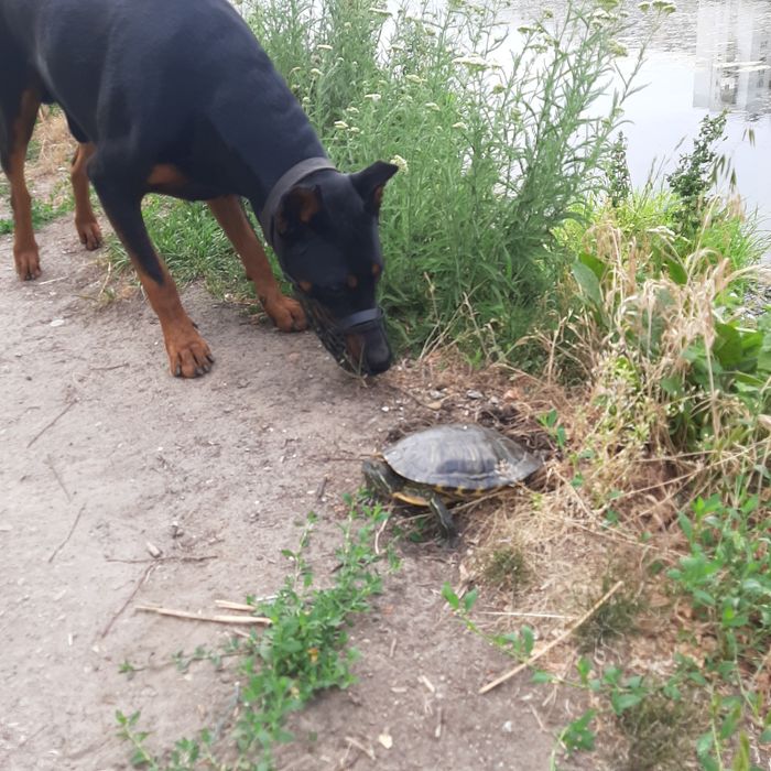 Доберман...вязка