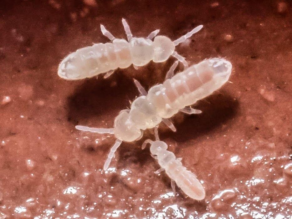 Springtails (Colêmbolos) - Starter de Cultura para Paludários e Terrários Bioativos