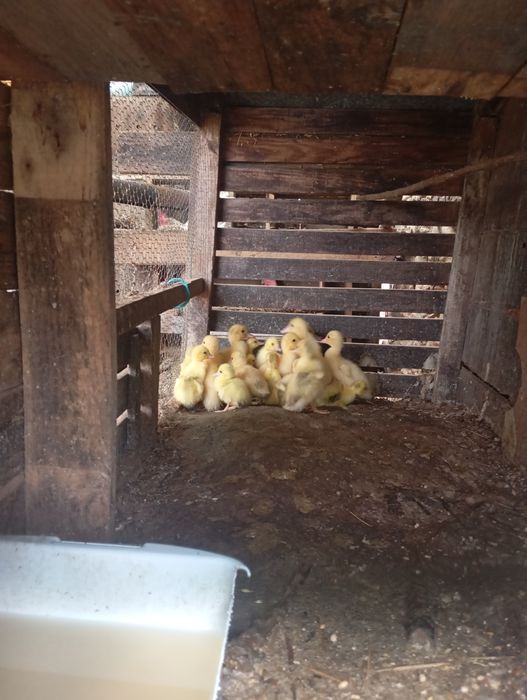 Quinta Alves filhote de pato