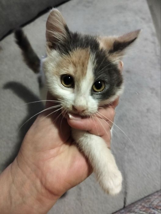 Кошеня в добрі руки