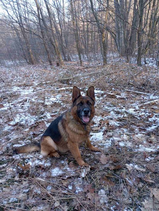 Німецька вівчарка.