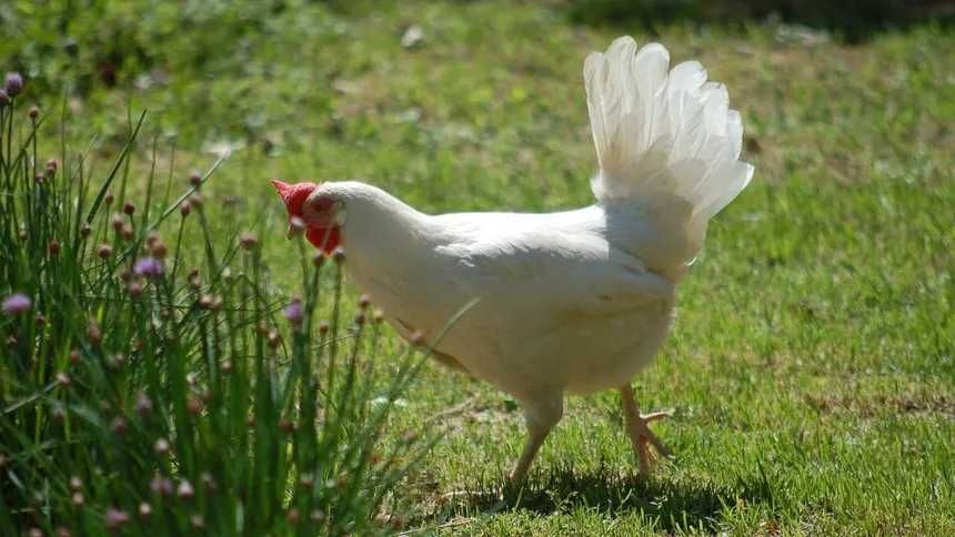 Kurki odchowane Rosa Leghorn Wola Uhruska