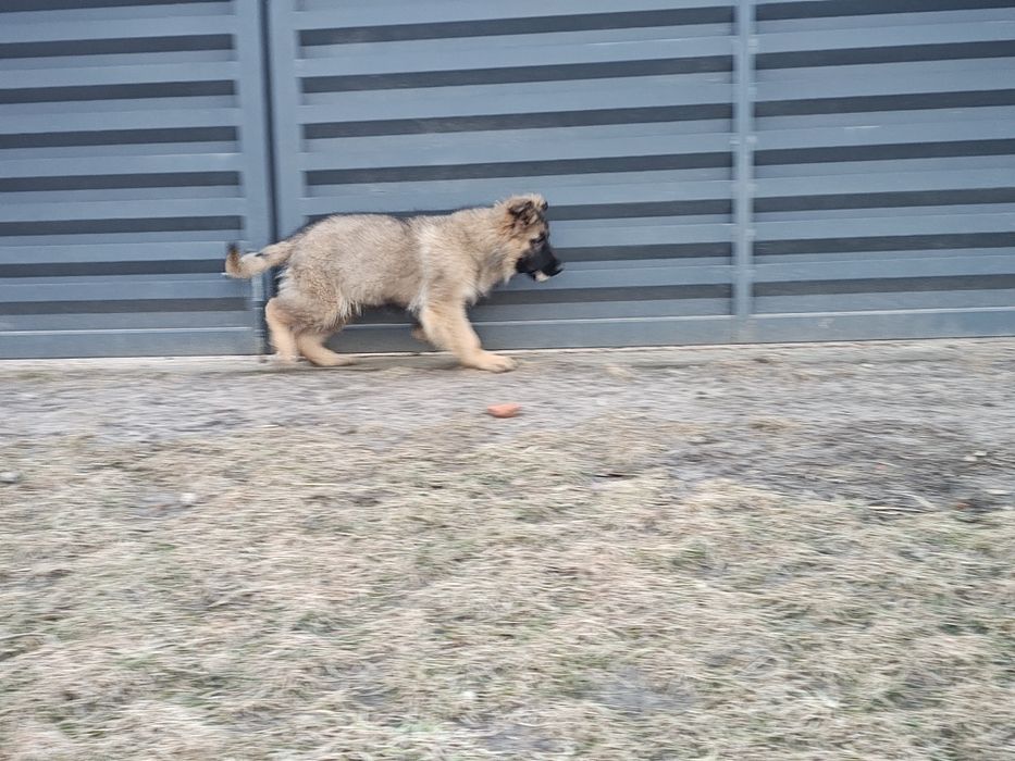 Wyjątkowymi prześliczny piesek