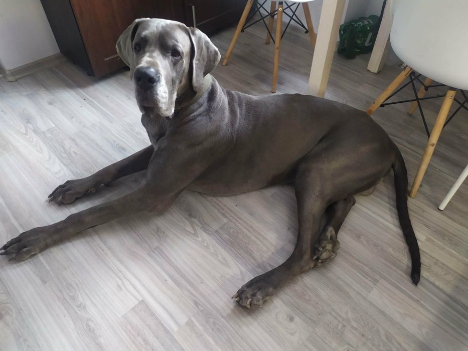 Dog niemiecki do adopcji, błękitny FCI, samiec