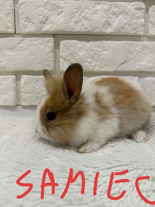 Królik miniaturka lwie