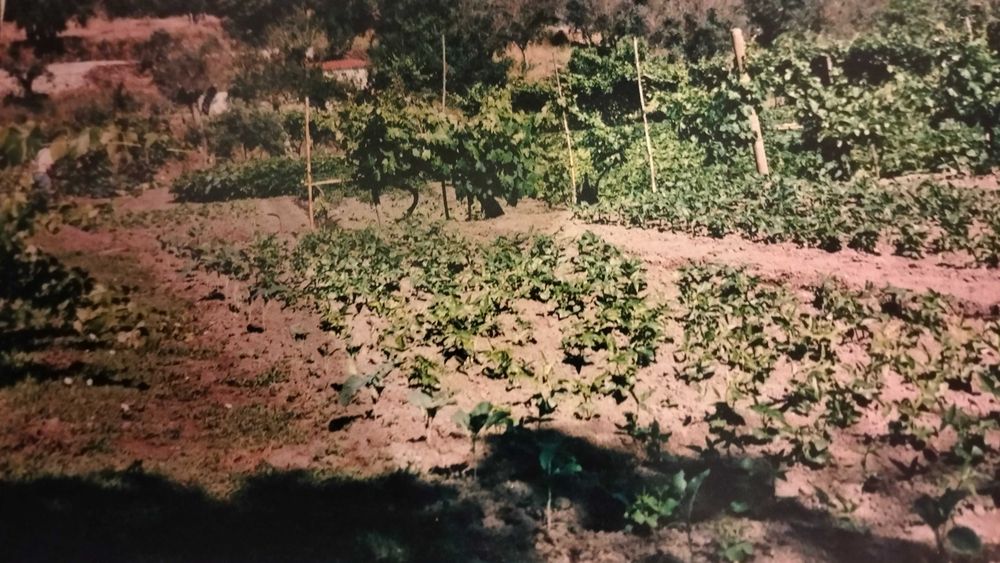 Vende-se terreno/quinta no alentejo a oito km do Crato