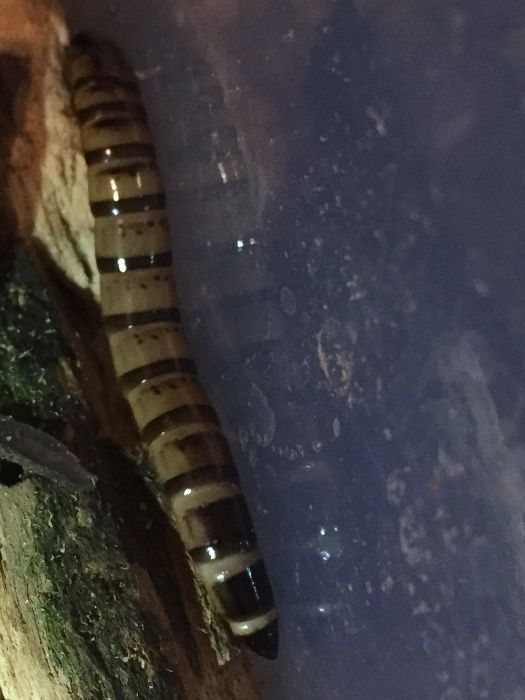 зофобос     ,банановые сверч ,оптом дешевлеки