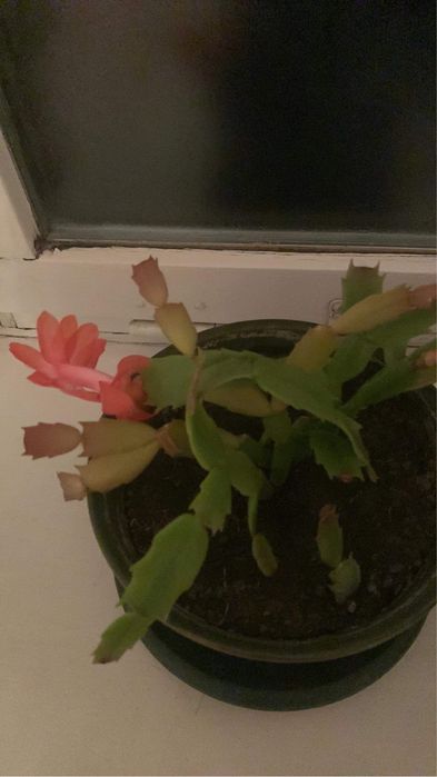 Кімнатні рослини