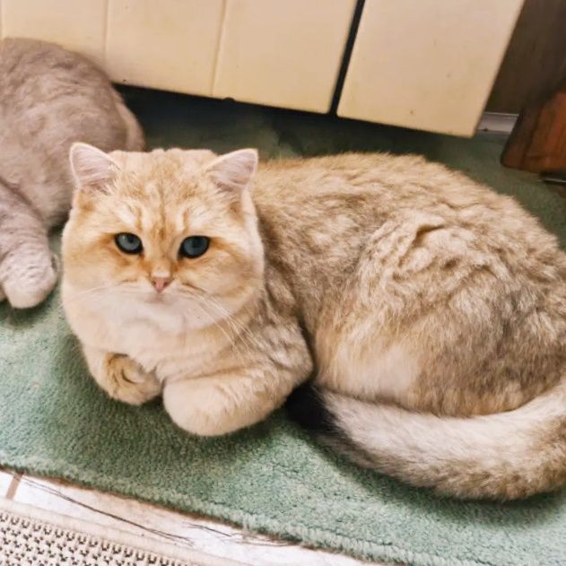 Британський кіт золота шиншила.В'язка.