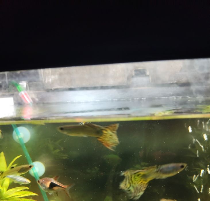 Młode gupiki  sprzedam lub zamienię