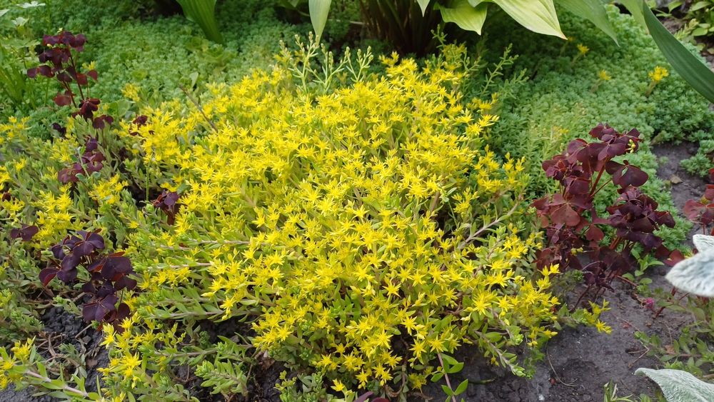 Грунтопокривні квіти