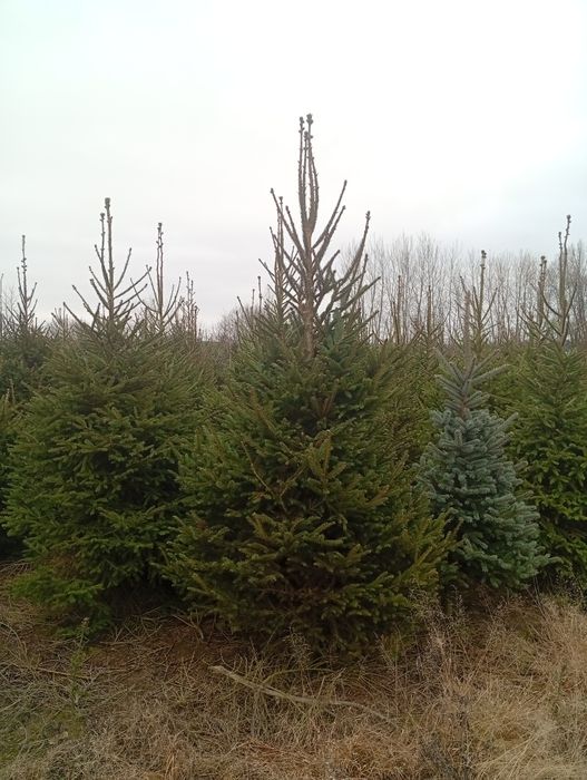 Choinki choinka świerk srebrny kłujący pospolity