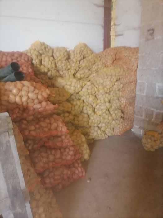 Ziemniaki paszowe odpadowe