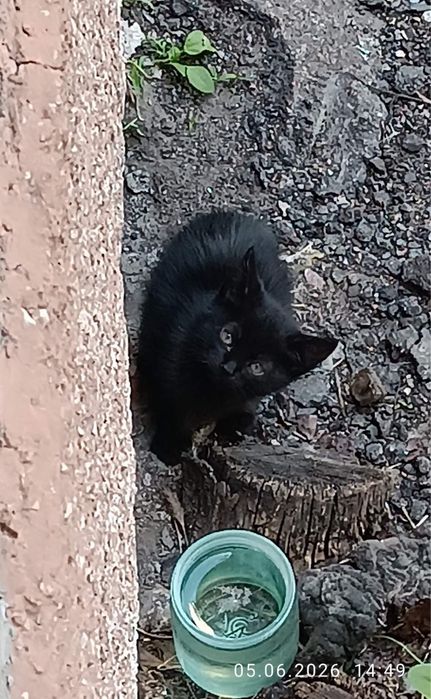 Шукаємо сімʼю віддамо в добрі руки кошеня котеня черкаси котик ПЗР