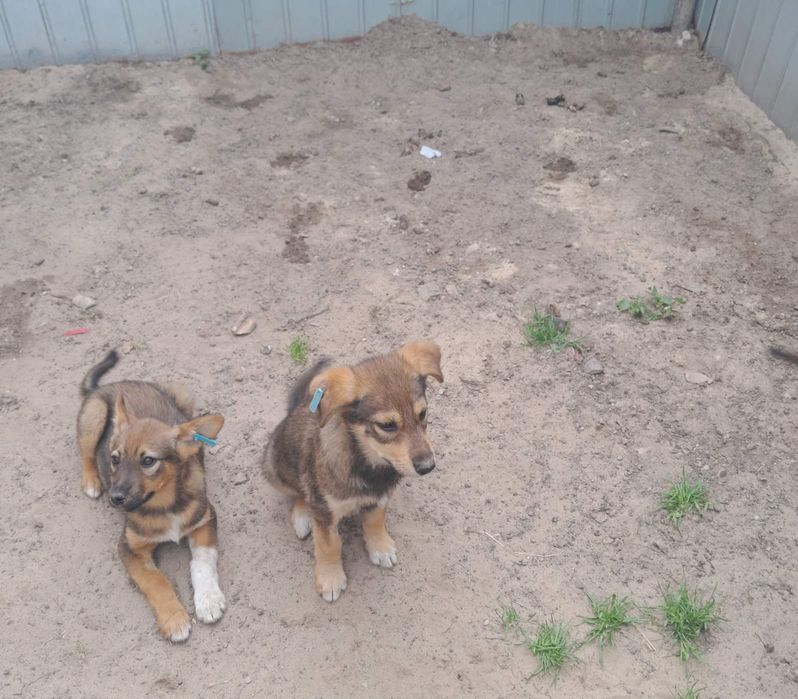 Цуцики в добрі руки