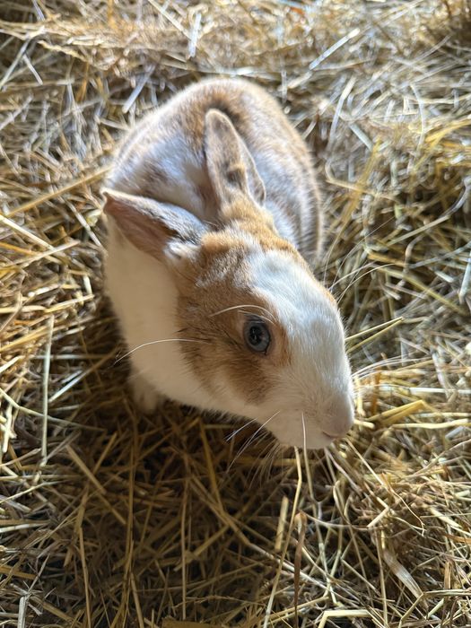 Coelhos de varias idades