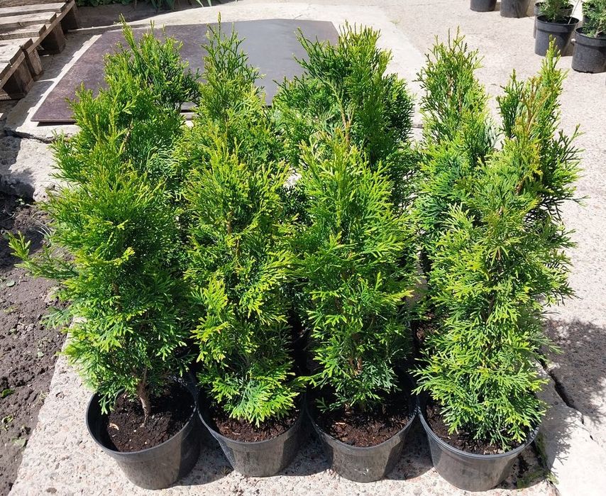 Туя Смарагд від 25 см до 2 м. Ялинки; Ялівці; Сосни; Ялиці; Хвойні