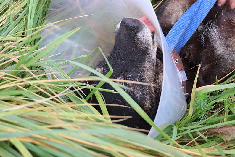 Starszy piesek Felek szuka domu!