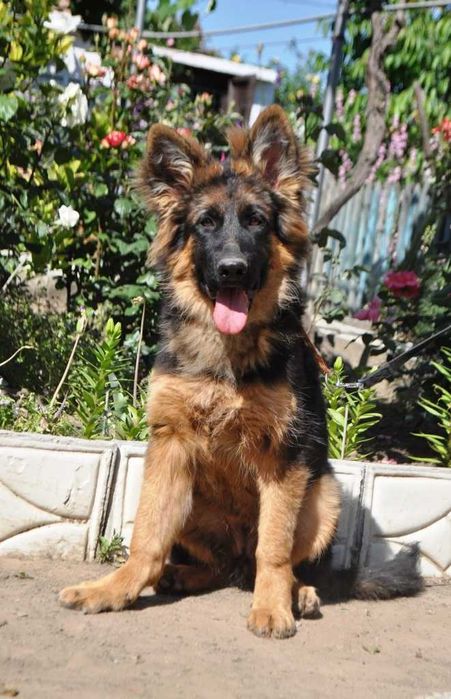 Подрощенный  щенок-сука,  КСУ-FCI