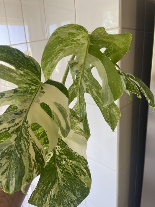 Monstera variagata