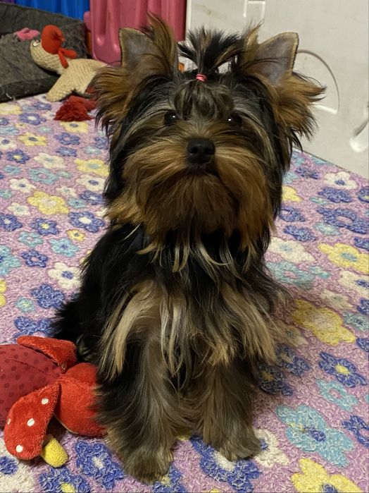 Девочка йоркширский терьер стандарт