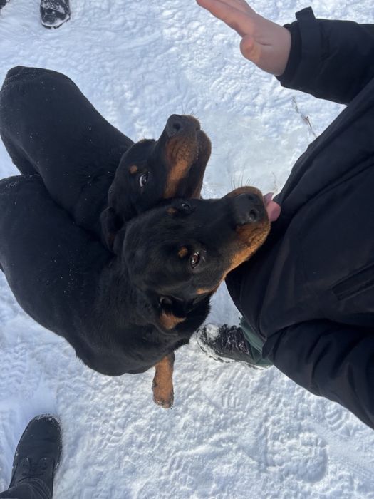 Дівчатка Ротвейлери